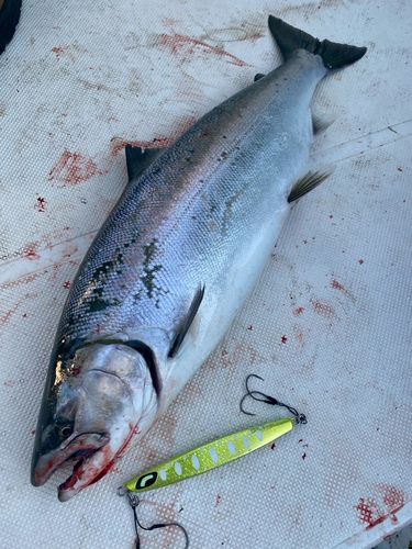 サクラマスの釣果