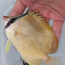 チョウチョウウオ