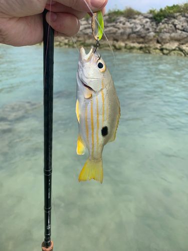 ヤマトビーの釣果