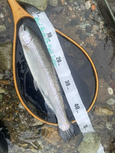 ニジマスの釣果