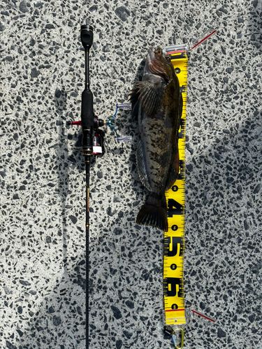 アイナメの釣果