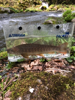 イワナの釣果