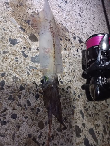 ヤリイカの釣果