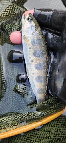 アマゴの釣果