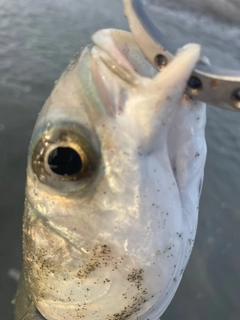 ボラの釣果