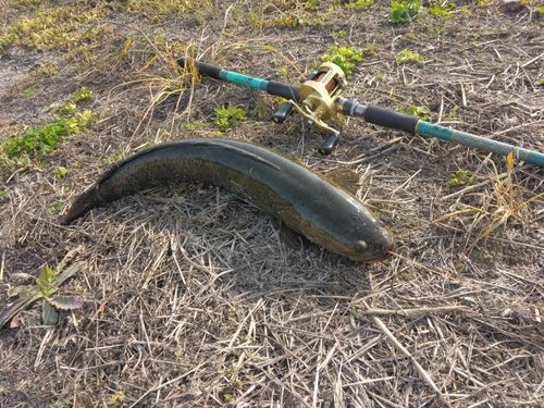 ライギョの釣果