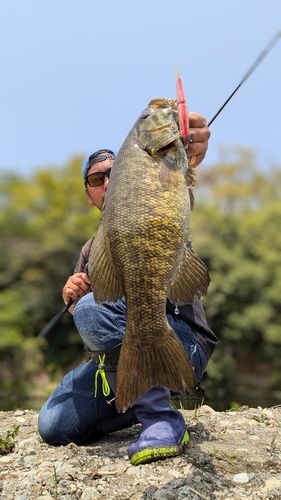 スモールマウスバスの釣果