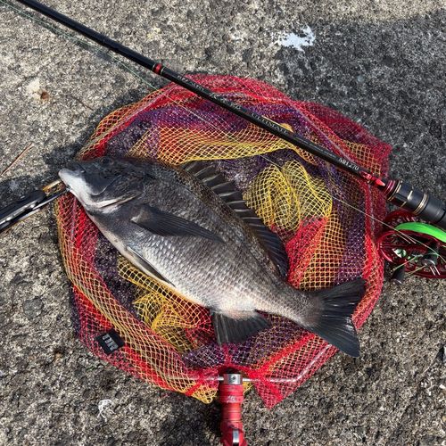 チヌの釣果