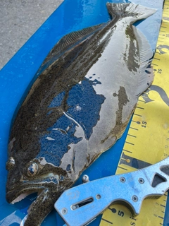 ヒラメの釣果