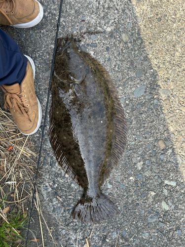 ヒラメの釣果