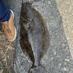 ヒラメ