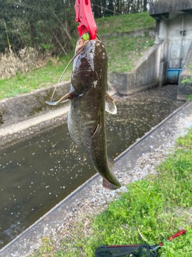 ナマズの釣果