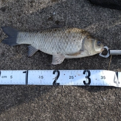 ヘラブナの釣果