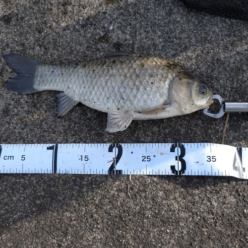 ヘラブナの釣果