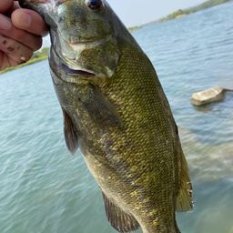 スモールマウスバス