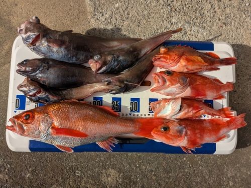 アカムツの釣果