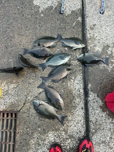 オナガグレの釣果