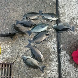オナガグレ