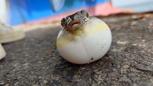 クサフグの釣果