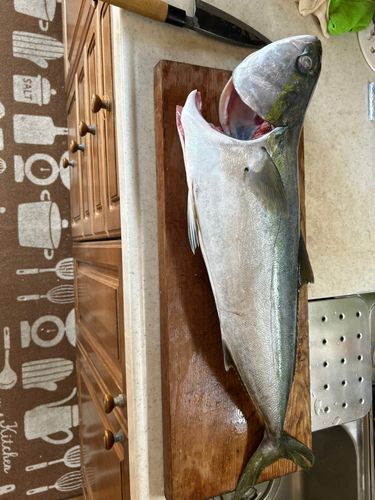 ブリの釣果