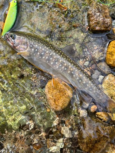 イワナの釣果