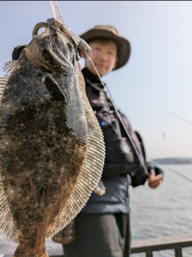 ヒラメの釣果