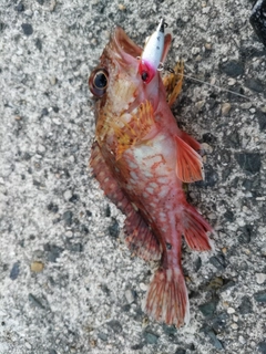 ガシラの釣果