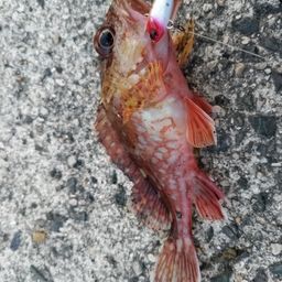 ガシラ
