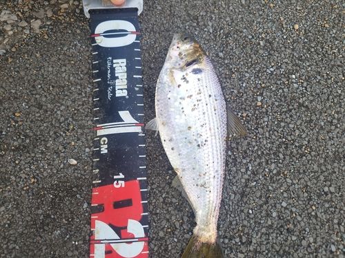 コノシロの釣果