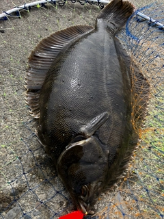 クロガシラガレイの釣果