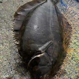 クロガシラガレイ