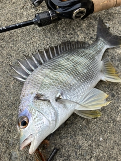 キビレの釣果