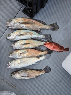 クログチの釣果