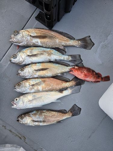 クログチの釣果