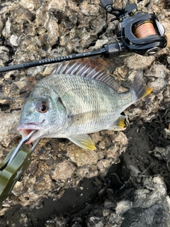 キビレの釣果