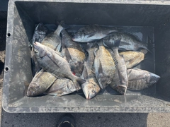 チヌの釣果