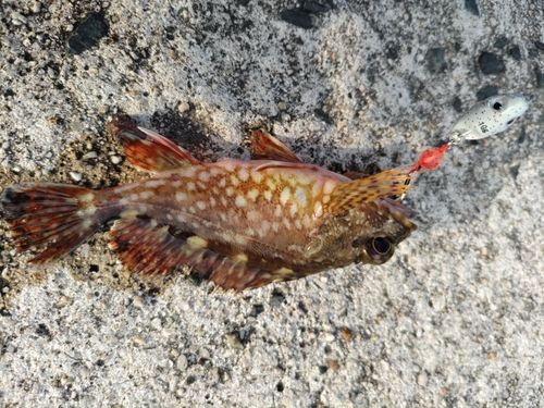 ガシラの釣果