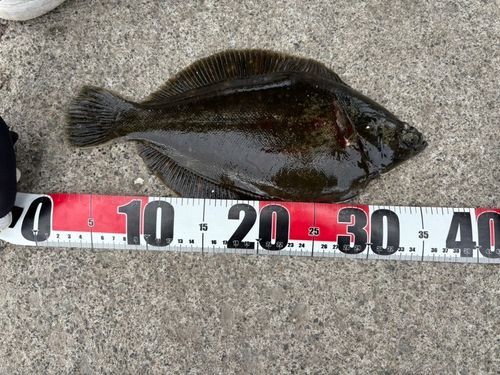 クロガシラガレイの釣果