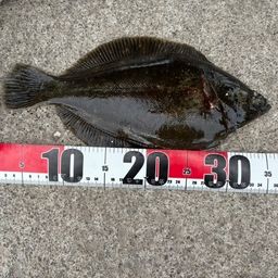 クロガシラガレイ