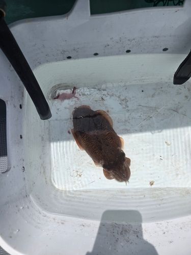 コウイカの釣果