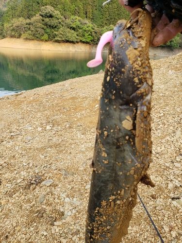ナマズの釣果