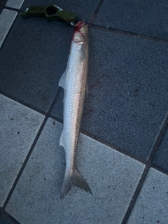 エソの釣果
