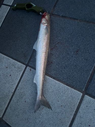 エソの釣果