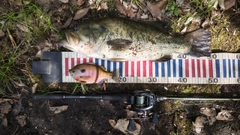 ブラックバスの釣果