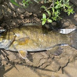 スモールマウスバス