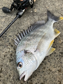 キビレの釣果