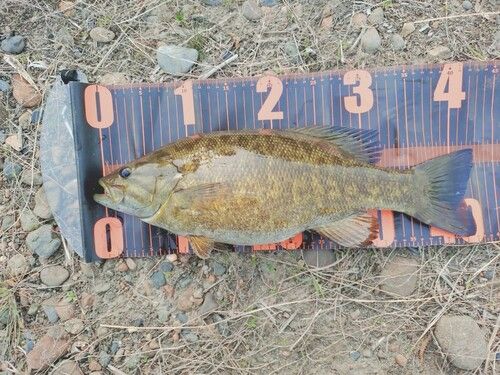 スモールマウスバスの釣果