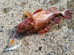 ガシラの釣果