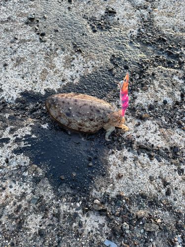 コウイカの釣果