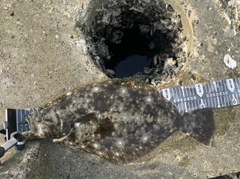 ヒラメの釣果